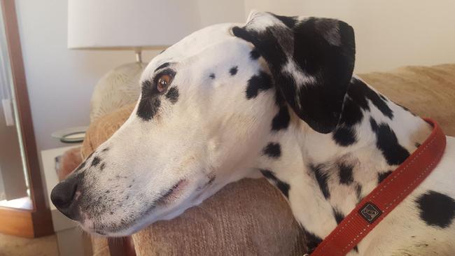 Rooney the 7 year old dalmatian had to be put down.