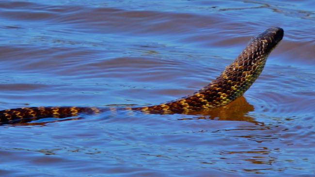 Murray Bridge resident spotted five snakes in just an hour at a wetland reserve near her home. Picture: Tara Wilde