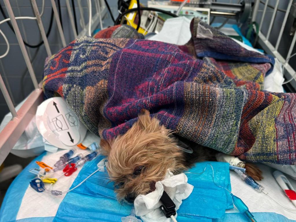 Coco went into cardiac arrest and died. Picture: NY Post/Fabiana Franco