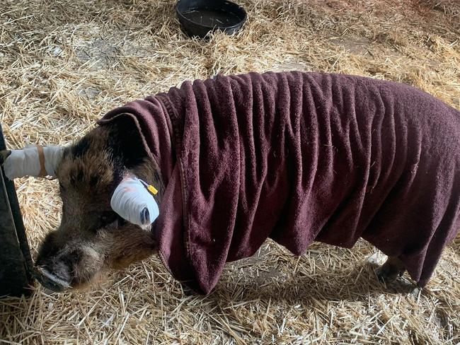 Chester the boar was an unusual patient at the Jindalee Animal Emergency Service recently. He belongs to AES director Simon Lemin. Picture: AES