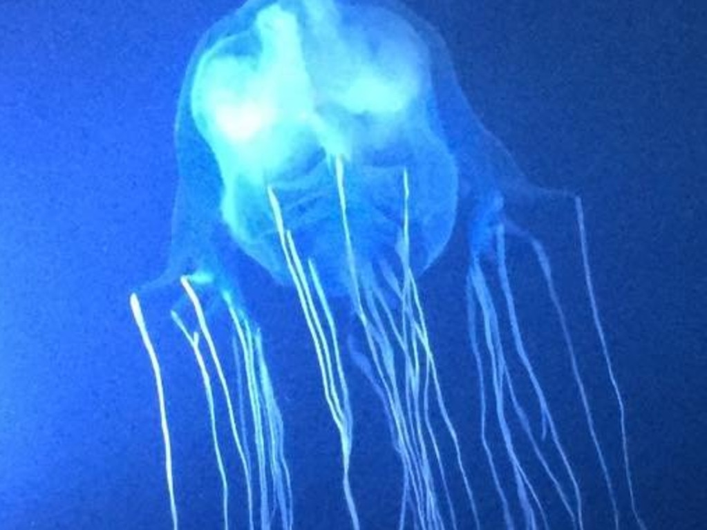 If stung by box jellyfish, do not use water to wash the wound as it can spread the stinging cells, Queensland Health has warned. Use only vinegar and do not rub the area. Picture: Supplied