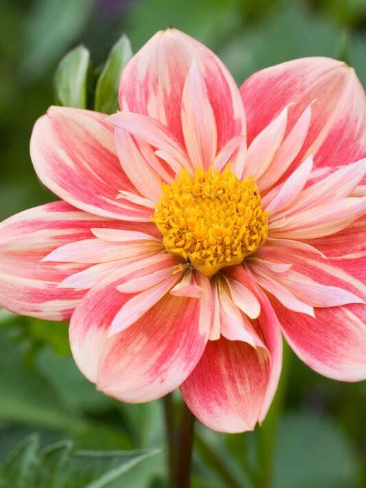 A bi-coloured collarette dahlia.