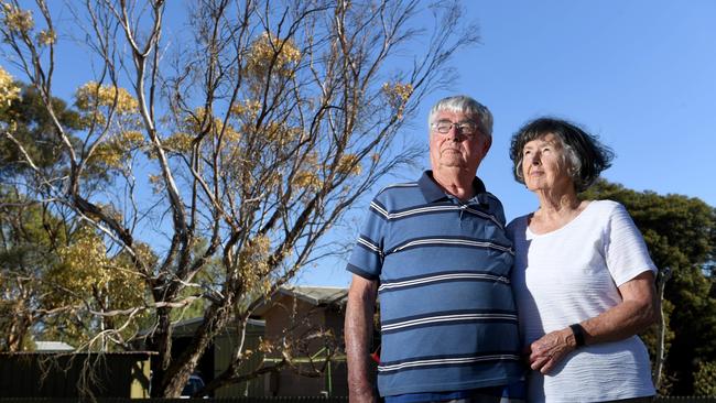 Kevin and Marilyn Collins with the large tree on their property that has just died, at the northern end of St Kilda. Pictured on their St Kilda property on April 5, 2021. Picture: Tricia Watkinson