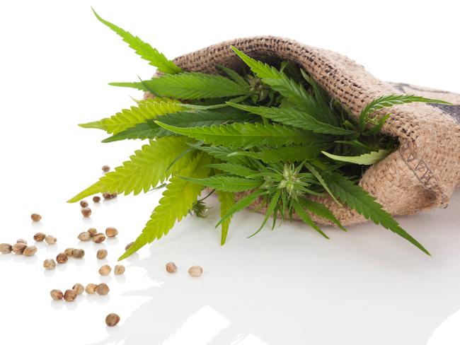 Cannabis plant with seeds in burlap bag, isolated on white background. Cannabis, natural remedy.