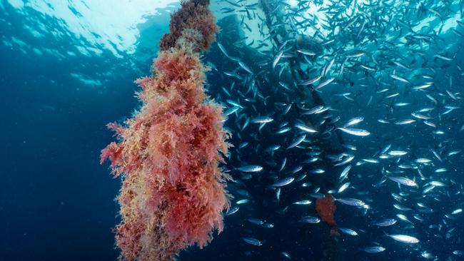 New habitat on the marine farm. Tasmanian company Sea Forest in Swansea is expanding. Image: Sea Forest.