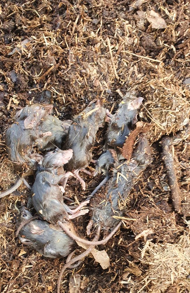 Gayndah residents have been forced to kill thousands of mice after a plague ripped through the region. Picture: Susie Capewell