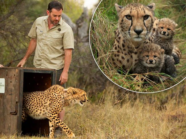 Edie the cheetah is released into the wild