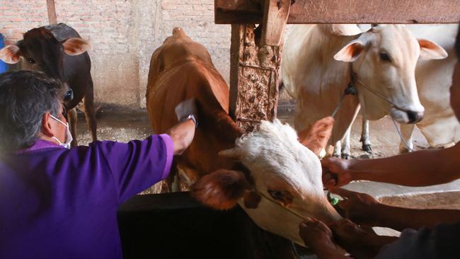 A veterinarian administers a vaccine for foot-mouth-disease to a cow head. Picture: Perdiansyah