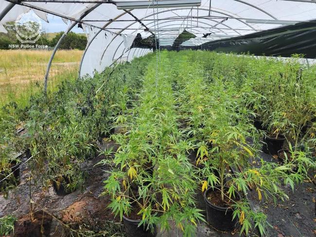 Cannabis crop found at Woolgoolga on Jan 24 2025.