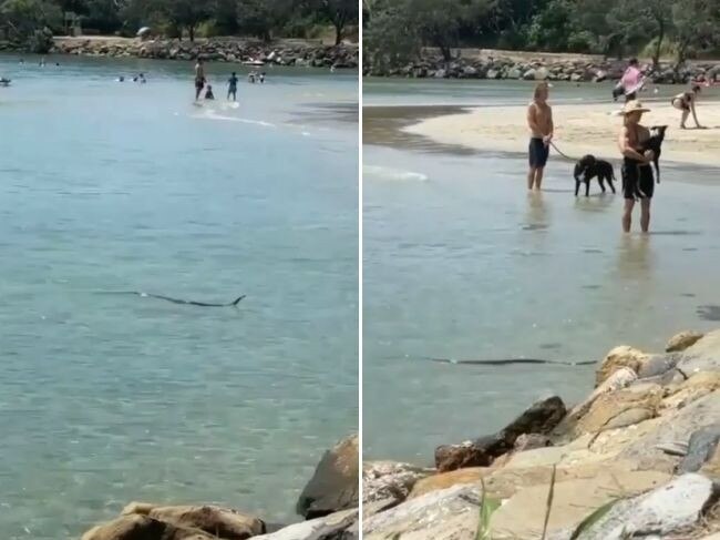 An eastern brown snake has been spotted swimming at Point Cartwright. Picture: Instagram/sunshinecoastsnakecatchers