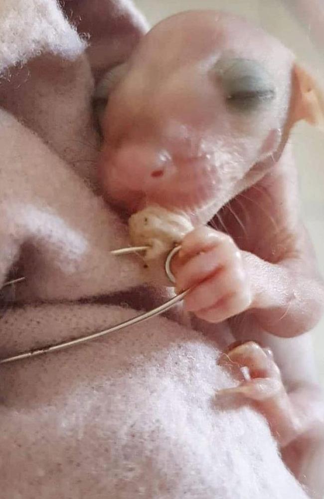 Jasmine the possum was only 31 grams when she was rescued from her mum’s pouch. Picture: NQ Wildlife Care