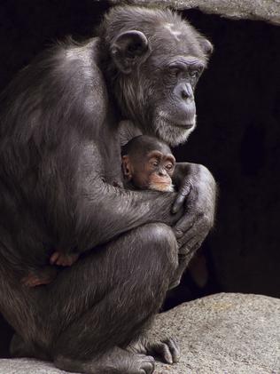 Mortality rate of 77 per cent ... Chimpanzee mother and baby.