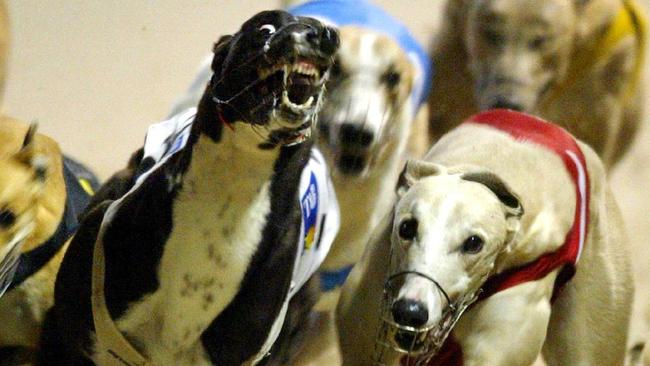 More dogs racing in Bundaberg have died following incidents on the track. Photo: File 