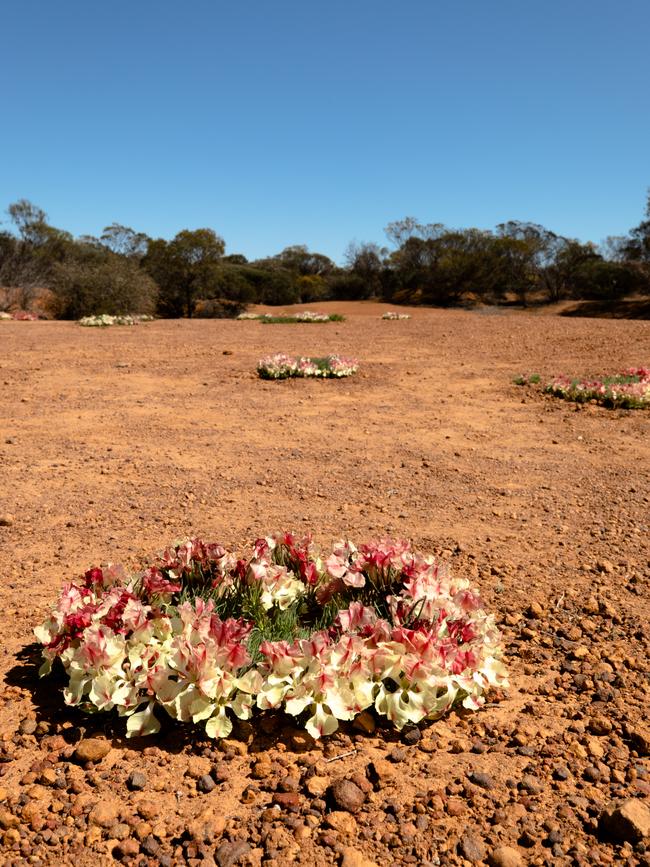 Wreath flowers near Perenjori