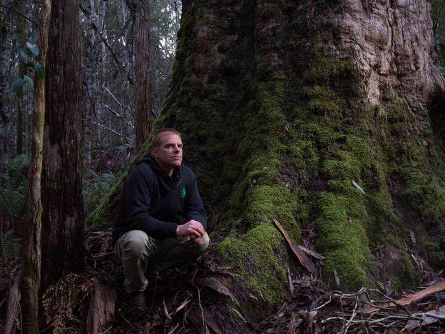 Wilderness Society campaign manager Vica Bayley in an old growth white gum forest on the lower slopes of Quamby Bluff, near Jackeys Marsh in northern Tasmania. Despite being inside the World Heritage Area, the forest is earmarked for potential logging.Friday 19/06/2015Picture by Peter Mathew