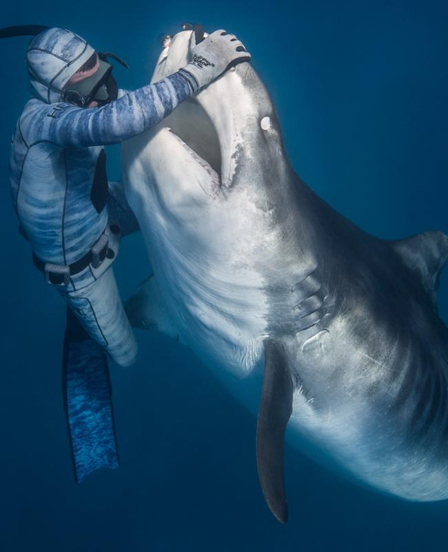 Seybald manipulates the snout, containing the ‘ampullae of Lorenzini’, to control the fearsome animals. Picture: Cam Grant/Pierrick Seybald/Australscope