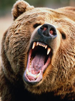 Man saved from bear attack when his Justin Bieber ringtones goes off ...