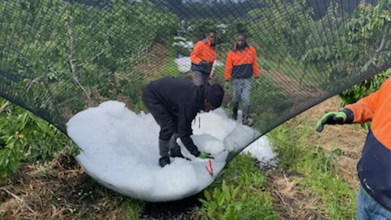 Hail damage to Lucaston Park Orchards, in the Huon Valley, sustained during a freak storm in the first week of December 2021. Picture: Supplied