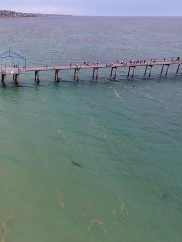 A drone captured this shark swimming near Brighton. Picture: Craig Douglas