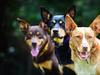 How to train a working farm dog