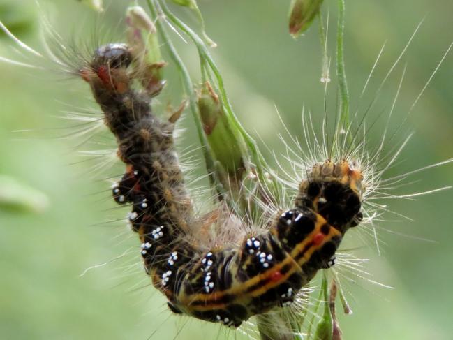 Northern Exposure: Caterpillar at Koah by Amanda Johnston