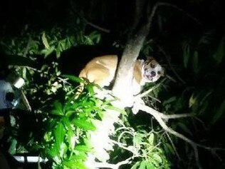 Possum-playing pooch barks up wrong mango tree