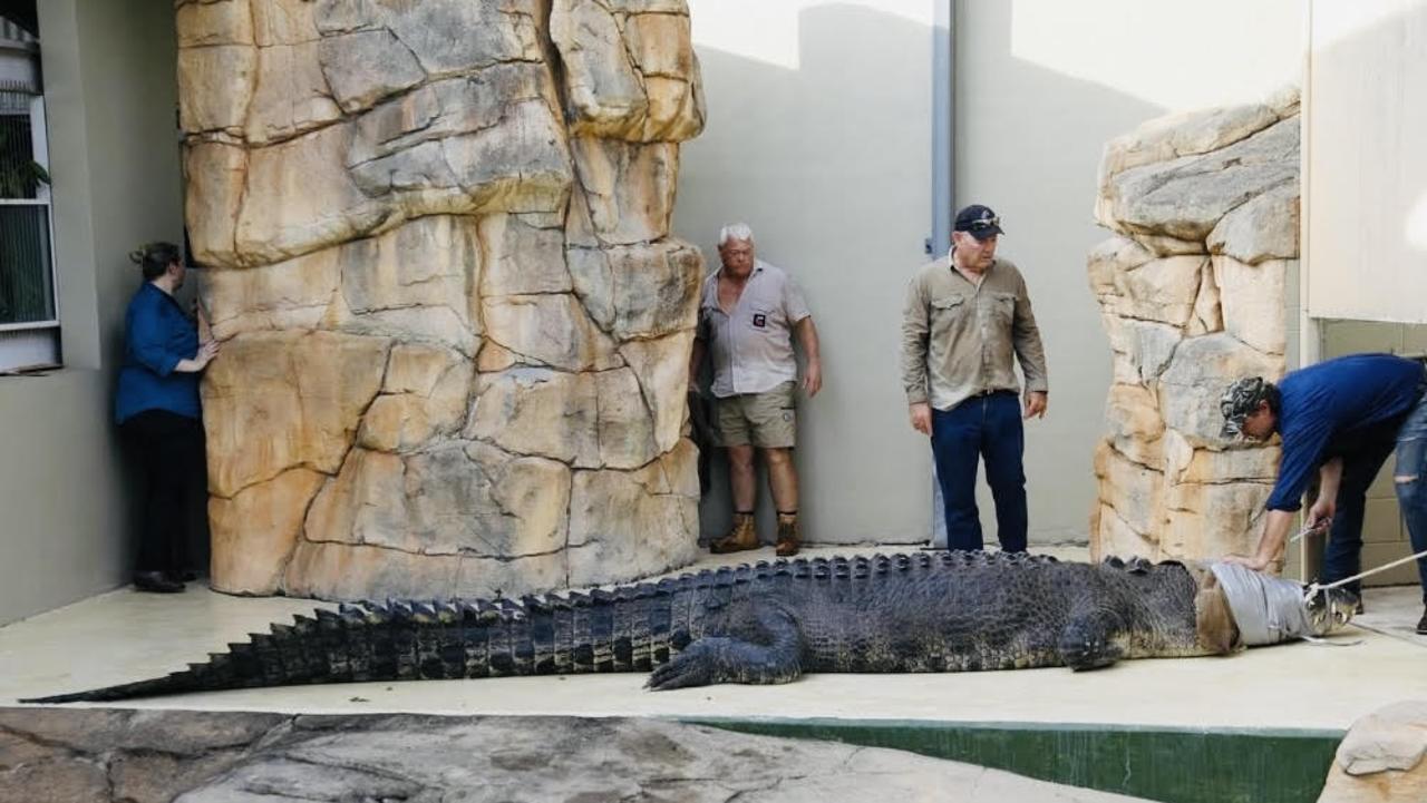 Monster croc Wendell had to be shifted to a new pen at Crocosaurus Cove in Darwin to make way for new arrival Bullo. Wendell comes in at a little under 5 metres.