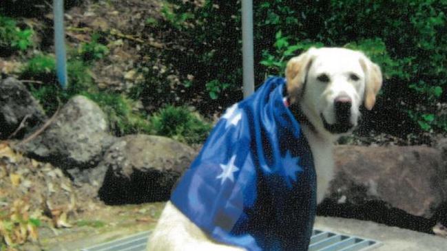 Goldee the Gold Coast therapy dog has died. Picture: Supplied.