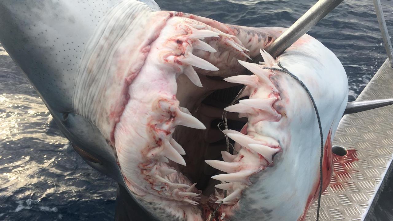 Gold Coast shark attack State Government backflips on pulling nets out