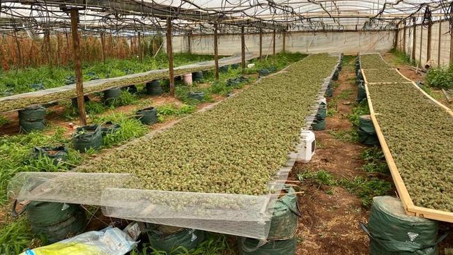 Police expect to count at least 10,000 cannabis plants at the Buckland Park property. There were also huge amounts of dried cannabis found. Photo: SA Police