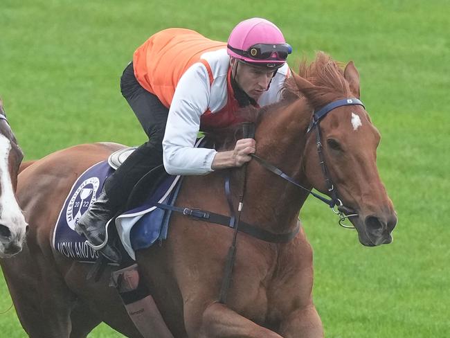 Vow And Declare during trackwork at Flemington Racecourse on October 25, 2022 in Flemington, Australia. (Photo by Scott Barbour/Racing Photos via Getty Images)