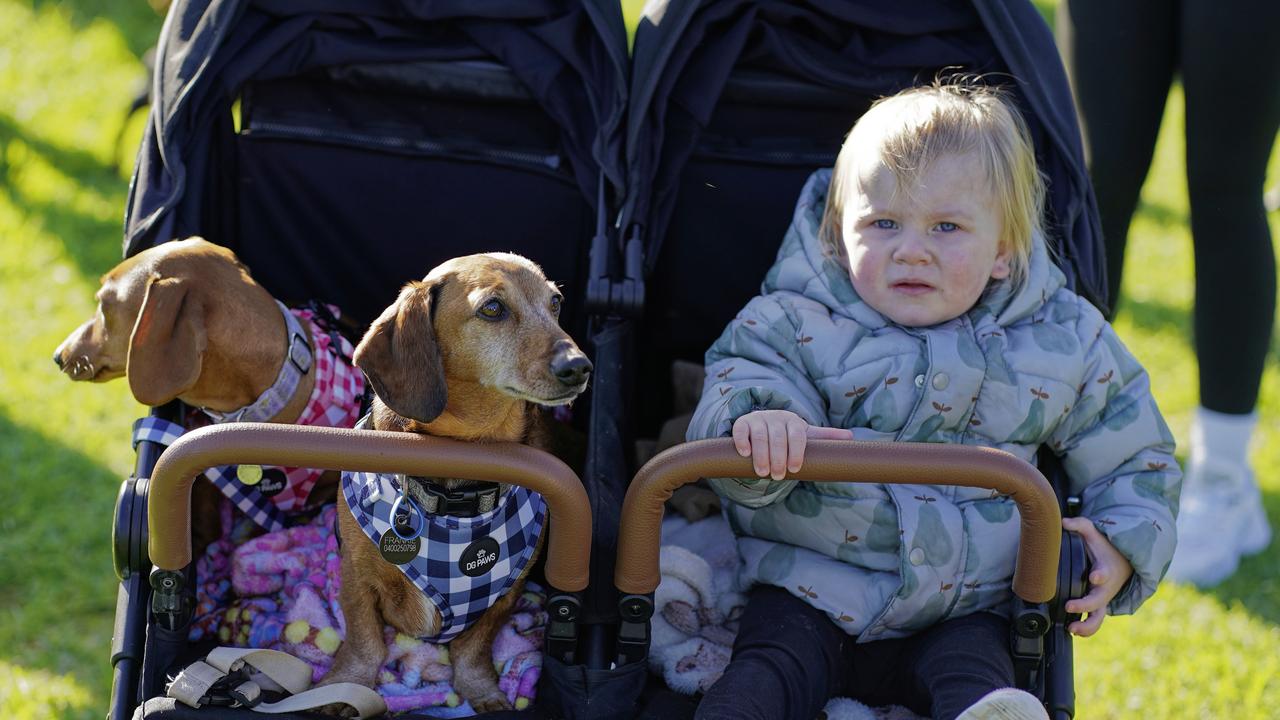 Grace (2) with dogs Bonny and Frank enjoying the world record attempt. Picture: NCA NewsWire / Valeriu Campan