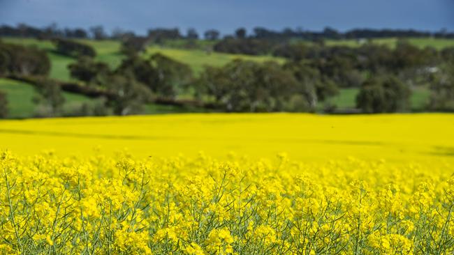 Australia has the potential to exceed last year’s record canola crop. Picture: Zoe Phillips