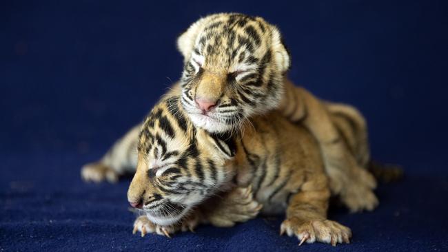 Monday’s incident has reignited debate over the themepark's Tiger Island attraction which is popular among visitors and raises funds for animal conservation. Gold Coast