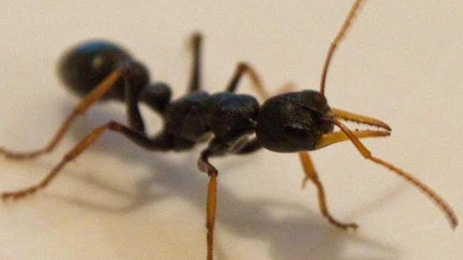 The jack jumper ant can prove lethal.