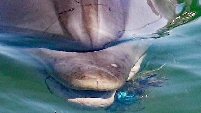 Port River dolphin Star has hooks and fishing line wrapped around her mouth. Picture: Marianna Boorman