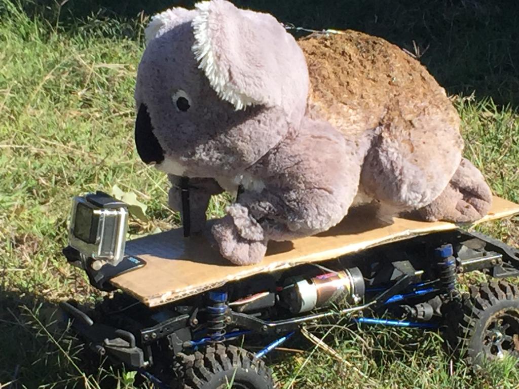 A toy koala soaked in koala urine and faeces was strapped to a remote control car as part of the experiment.