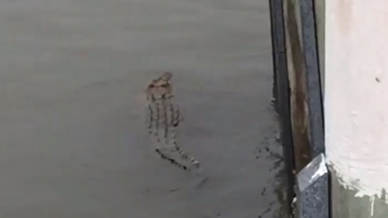 Owner of Cardwell Beachfront Motel Janet Arnold spotted resident crocodile 'Bismarck' swimming around the Cardwell jetty on December 11, 2018.