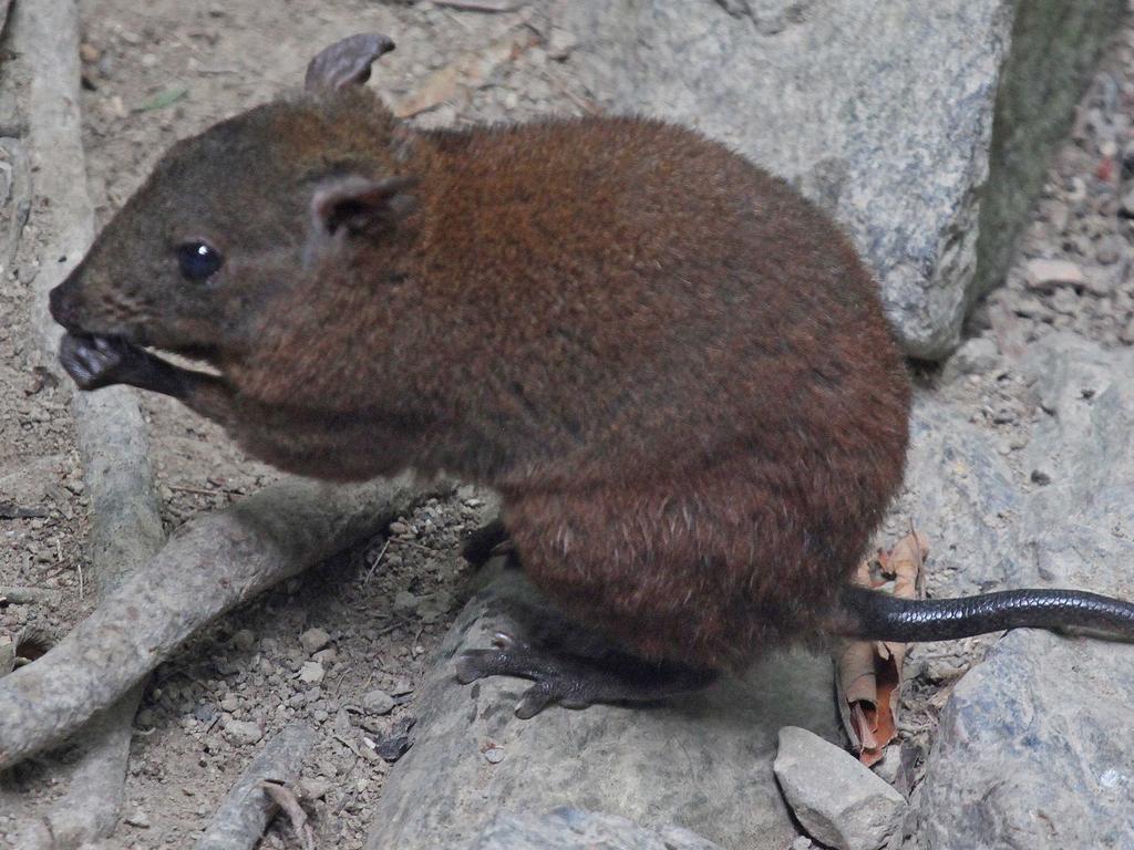 <p>Gilbert’s Potoroo. Picture: supplied</p>