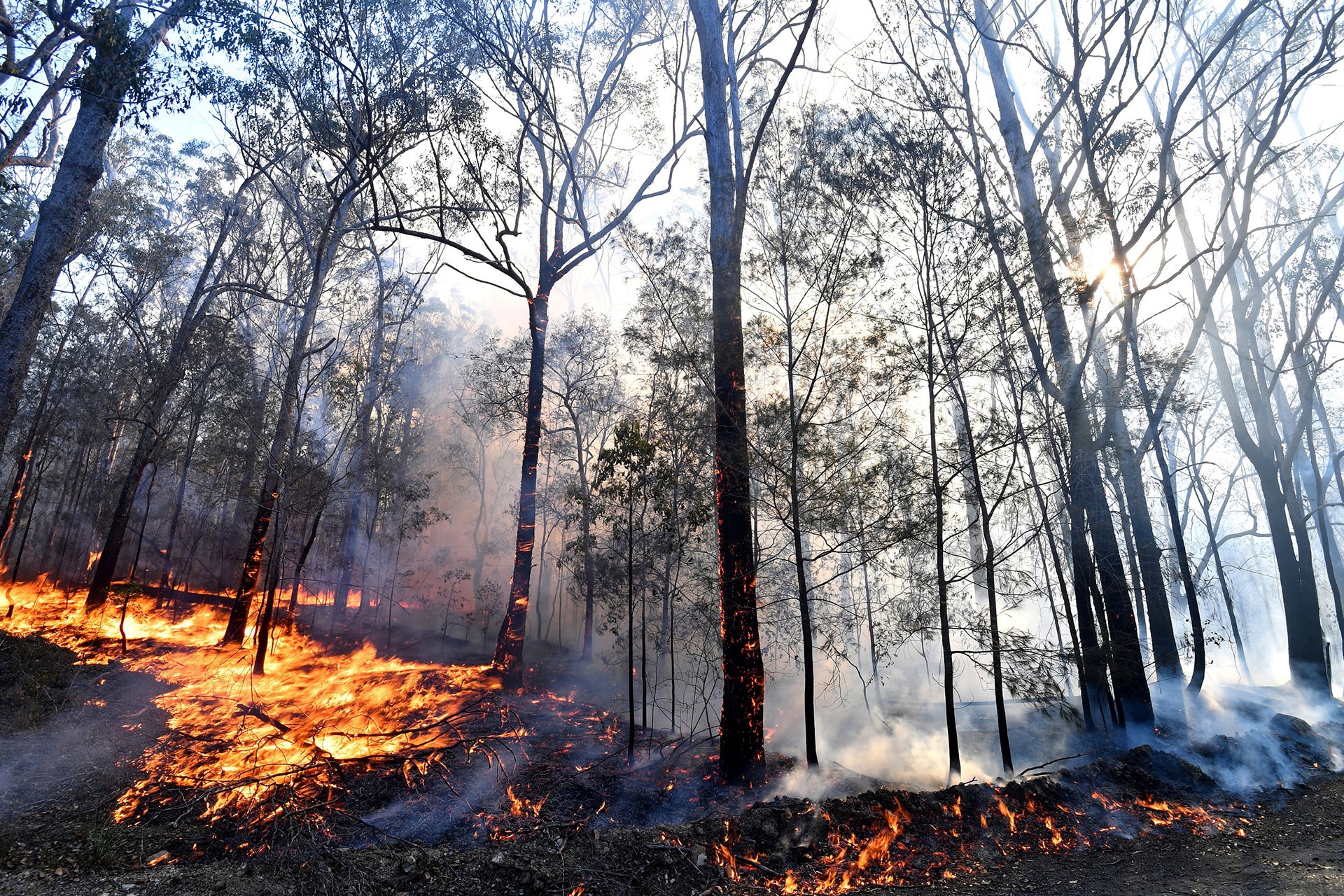 Лесные пожарища. Пожар в лесу. Лес в огне. Лес после пожара. Лесной пожар зимой.