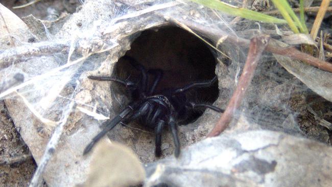 Wishbone spider in a burrow. Picture: Queensland Museum