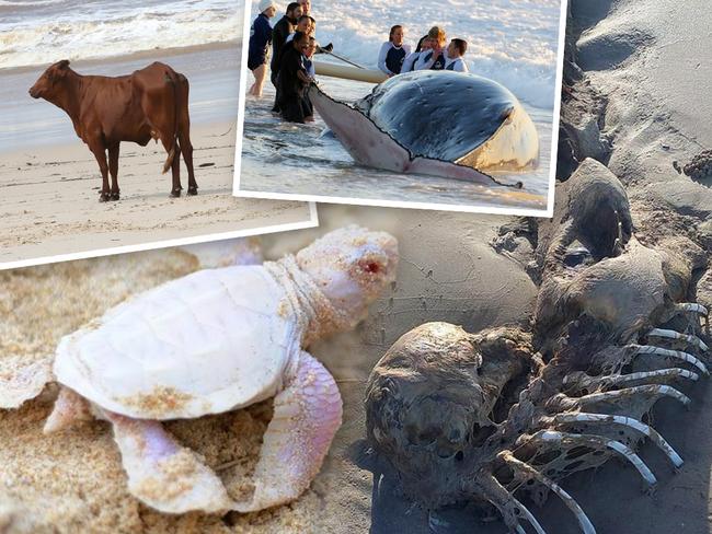 Artwork for stranded on Qld Beaches regional