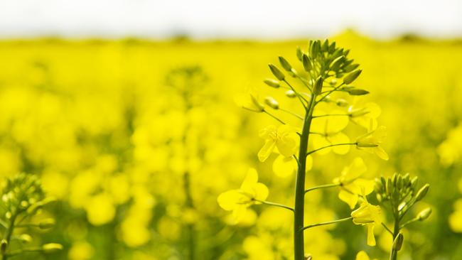 Tracking well: Seasonal conditions had been ideal for canola this season.