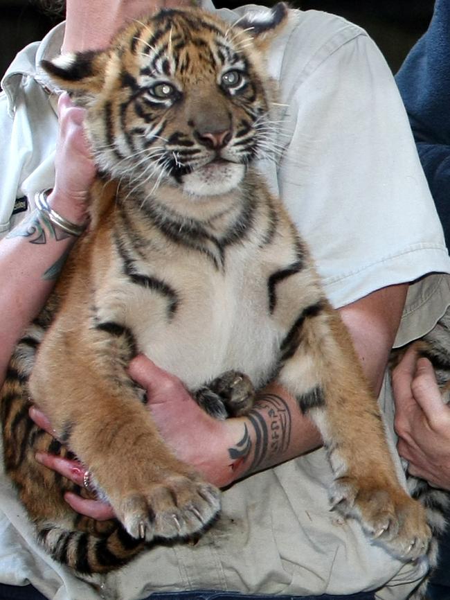 Hutan as a cub having his first vet check in 2010.