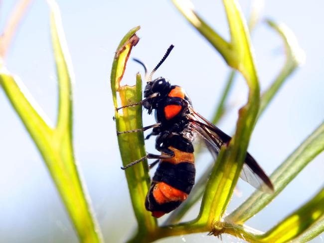 Potter wasp. Picture: Alamy