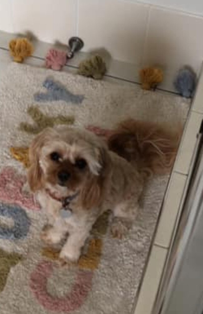 Ruby: Evie Grace's 1 and a half year old Cavoodle