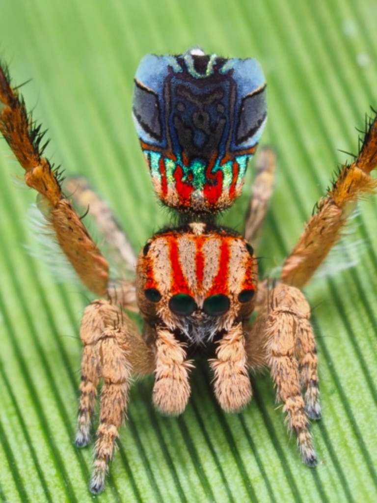 Maratus azureus.