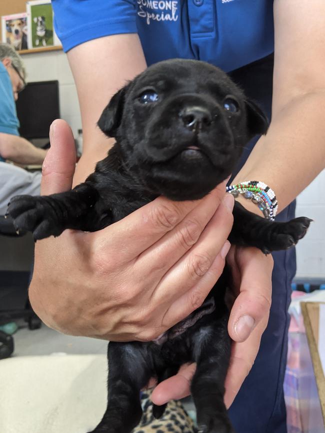 Little Miss gave birth to six puppies prior to the offending. Picture: RSPCA SA