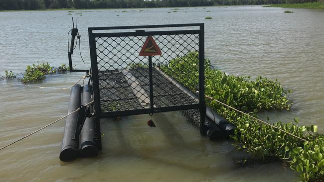 The “problem” declaration for a crocodile that was targeted for removal in November has been withdrawn by the Department of Environment, Science and Innovation nearly two months after a floating trap was set.