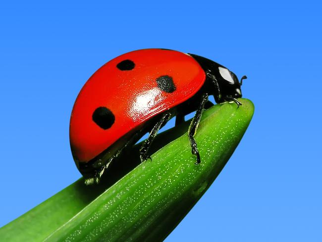 Lady beetle. Istock, one time use only